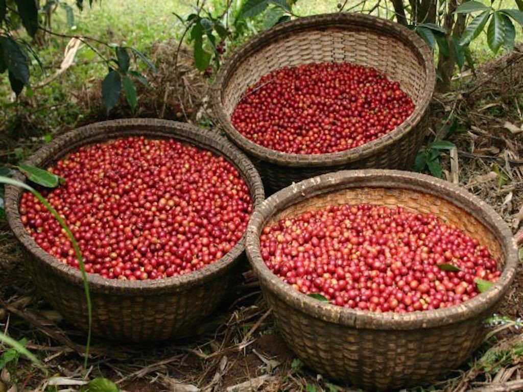 SIDAMO CHIRE – ETHIOPIA