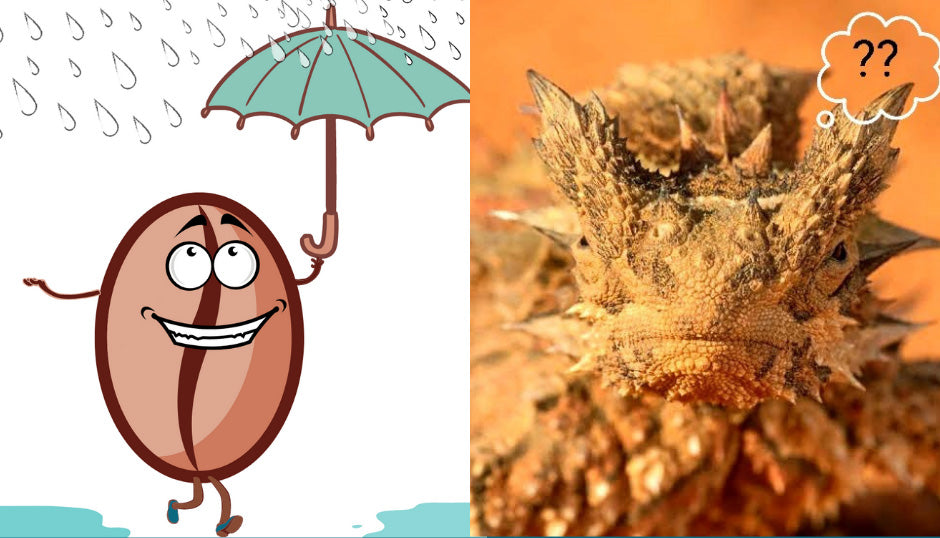 Bet you can’t guess what coffee beans and the Australian Thorny Devil lizard have in common?